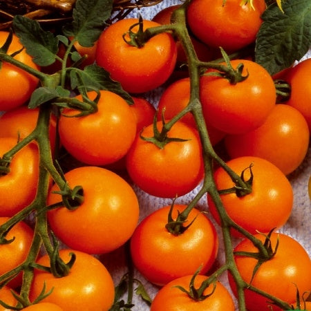 Kirschtomate Sungold F - Bakker