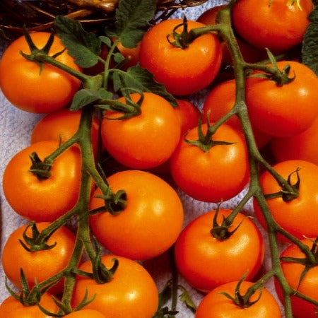 Sammlung von Kirschtomaten - Collection tomates cerises - Gemüsegarten