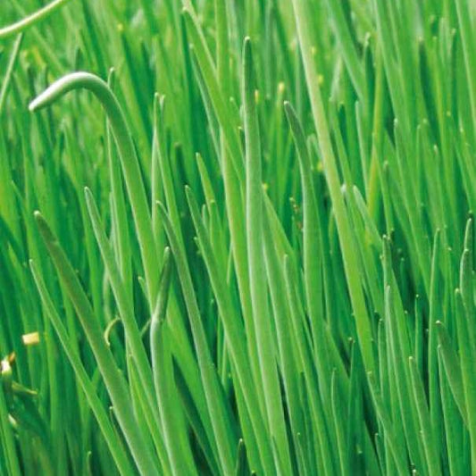 Schnittlauch Staro Bio - Bakker