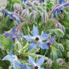 Borretsch Blau Bio - Borago officinalis - Gemüsegarten