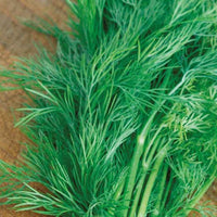 Dill Bouquet Bio - Anethum graveolens - Gemüsegarten