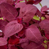 Gartenmelde Red Flash - Atriplex hortensis - Gemüsegarten