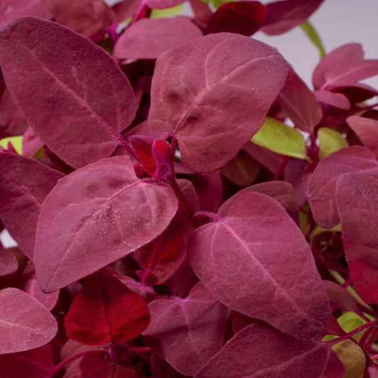 Gartenmelde Red Flash - Bakker