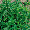 Majoran - Oriaganum heracleoticum - Gemüsegarten