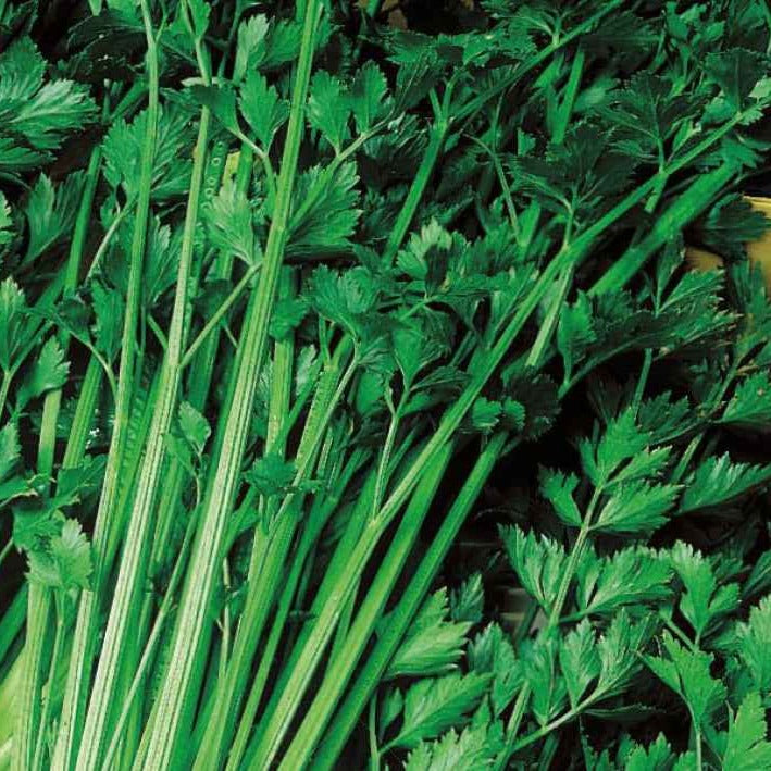 Stauden-Sellerie Bio - Apium graveolens gewone snij westlandse - Gemüsegarten