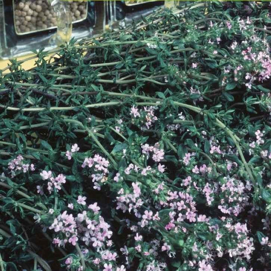Winterthymian Bio - Thymus vulgaris - Gemüsegarten