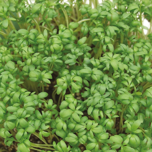 Spinat Breedblad Scherpzaad - Lepidium sativum - Gemüsegarten