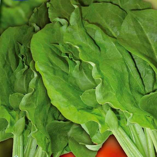 Wilder Sauerampfer Green de Belleville - Bakker