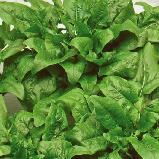 Spinat Breedblad Scherpzaad - Beta vulgaris breedblad scherpzaad - Gemüsegarten