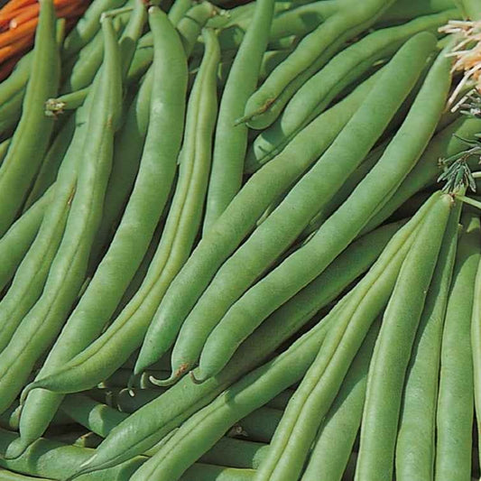 Buschbohne Speedy Bio - Bakker