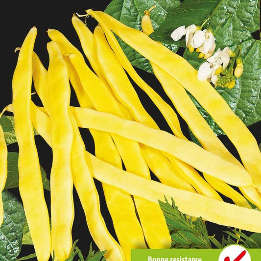Stangenbohne Goldmarie - Phaseolus vulgaris goldmarie - Gemüsegarten