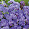 Mexikanischer Blaumeisen-Agerat Blue Mink - Ageratum houstonianum - Gemüsegarten