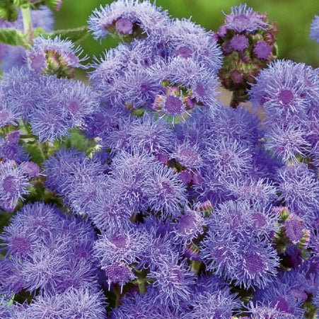 Mexikanischer Blaumeisen-Agerat Blue Mink - Bakker
