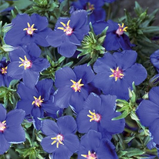 Großblumige Bärentraube Blue Noon - Anagallis monelli ssp linifolia - Gemüsegarten