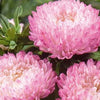 Sommeraster Garden Jewel rosa - Bakker