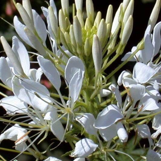 Dornige Cleome White Queen - Cleome spinosa white queen - Gemüsegarten