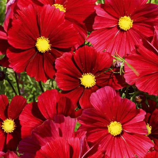 Schmuckkörbchen Rubenza - Bakker