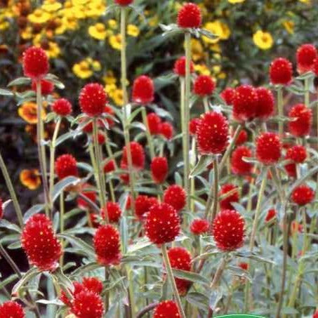 Kugelamarant Strawberry Fields - Bakker