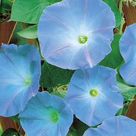Blaue Prunkwinde Heavenly Blue - Ipomoea tricolor heavenly blue - Gemüsegarten