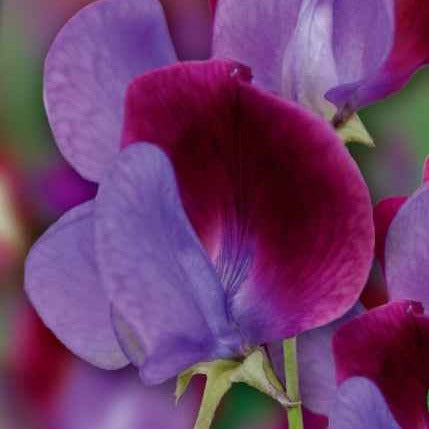 Duftwicke Cupani's Original 1699 - Bakker