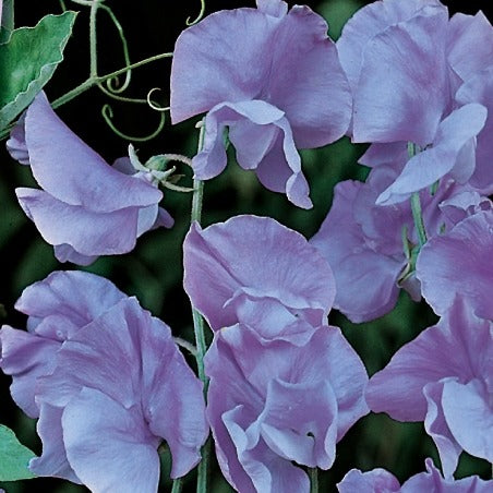 Duftwicke Lord Nelson - Bakker