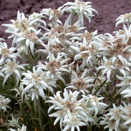 Edelweiß - Leontopodium alpinum - Gemüsegarten