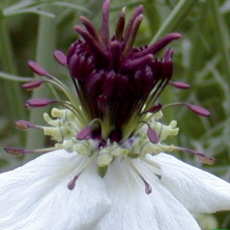 Spanische Nigella African Bride - Bakker