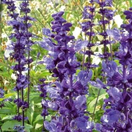 Mehliger Salbei Blue Plus - Salvia farinacea blue plus - Gemüsegarten