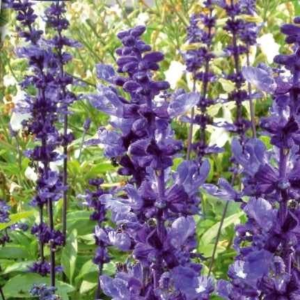 Mehliger Salbei Blue Plus - Bakker