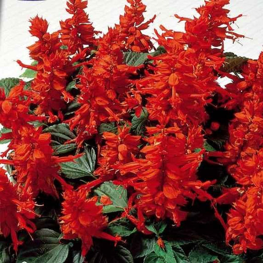 Feuersalbei - Salvia splendens - Gemüsegarten