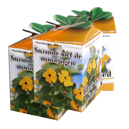 Kit Susanna mit den schwarzen Augen - Thunbergia alata - Gemüsegarten