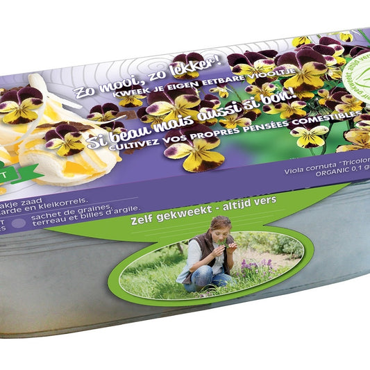 Kit Violett Farben im Zinkblumenkasten Biologische Samen - Bakker