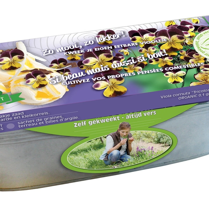 Kit Violett Farben im Zinkblumenkasten Biologische Samen - Viola cornuta - Gemüsegarten