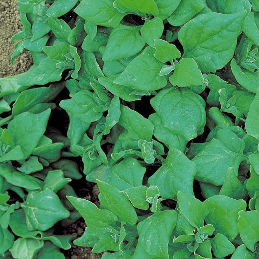 Neuseeländer Spinat - Tetragonia tetragonioides - Gemüsegarten
