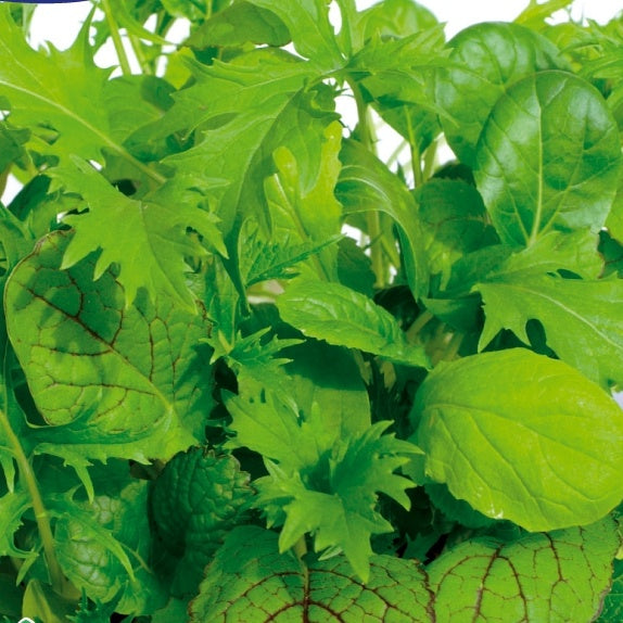 Kopfsalat in Schnittmischung Misticanza di Lattghe - Lactuca sativa miscanza di lattghe - Gemüsegarten