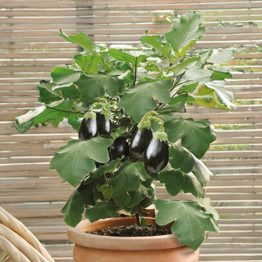 Aubergine für Topf Patio Baby F - Essbare Morelle - Bakker