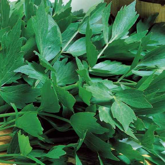 Maggikraut Bio - Levisticum officinalis - Gemüsegarten