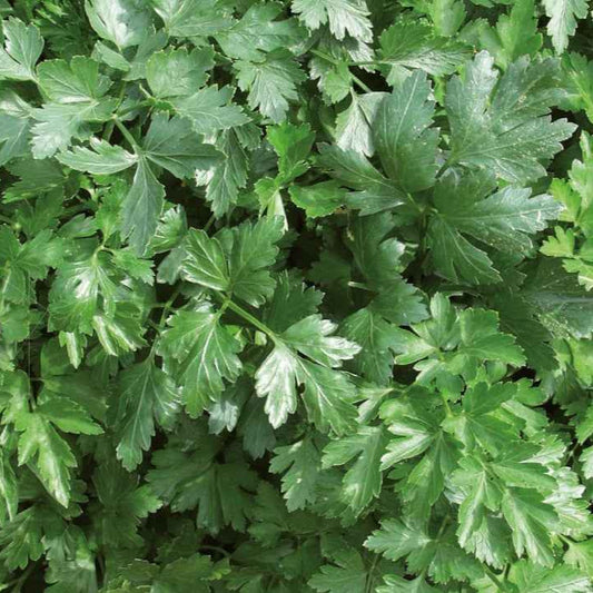 Petersilie Italian Giant - Hilmar Bio - Bakker