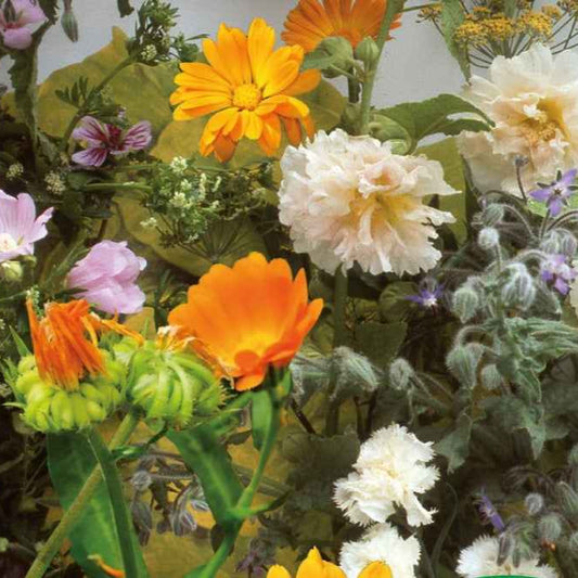 Essbare Blumen und Kräuter Mischung ür 2 m² - Gemüsegarten