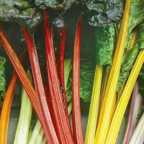 Birnenmischung Rainbow Mix - Beta vulgaris - Gemüsegarten