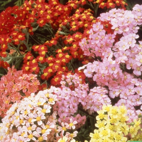Mehrjährige Schafgarbe Summer Pastels Fin Mischung - Achillea millefolium summer pastels f2 - Gemüsegarten