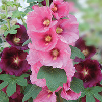 Stockrose Antwerp Stars Mischung - Bakker