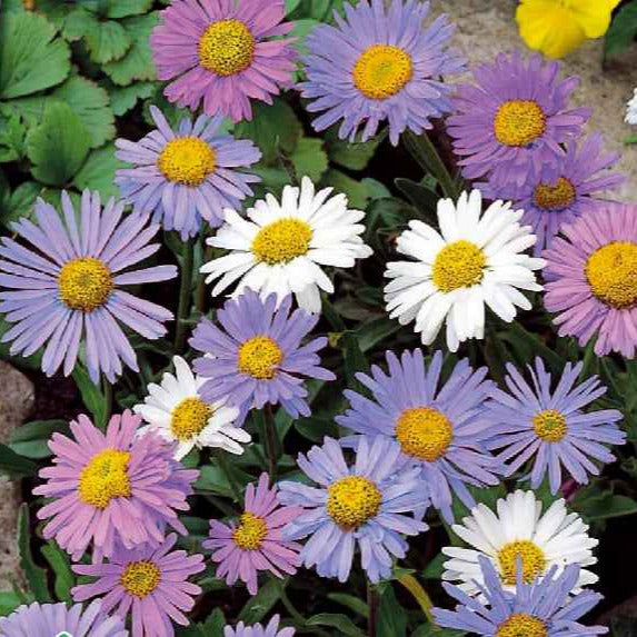 Astern - Alpenaster Mischung - Aster alpinus