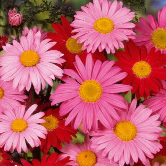 Margerite Robinson's Giants Mischung - Chrysanthemum coccineum - Gemüsegarten