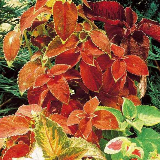 Buntnessel Hybriden Rainbow Mix - Bakker