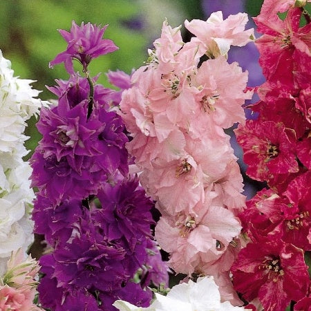 Delphinium - Gefüllt blühender Zwerg-Lerchensporn Hyacinth Flowered m - Bakker