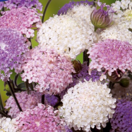 Hugélie azure - Blaue Spitze Emeralds mix in mix - Bakker