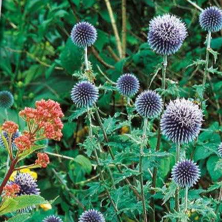 Ruthenische Kugeldistel - Echinops ritro - Gemüsegarten