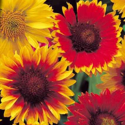 Kokardenblumen Mischung - Bakker