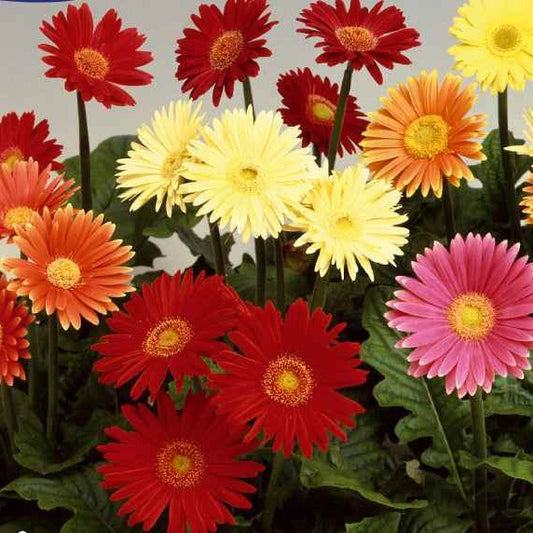 Gerbera Australian Giants Mischung - Bakker